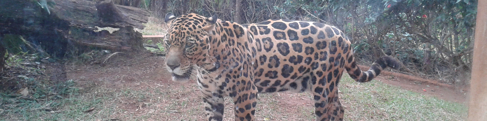 Onça Pintada